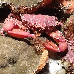 crabby