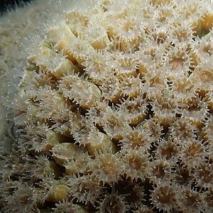hungry coral