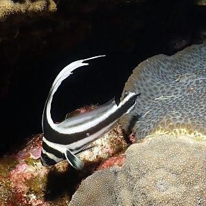 juvenile drum