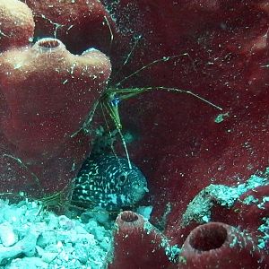 Arrow Crab With Moray