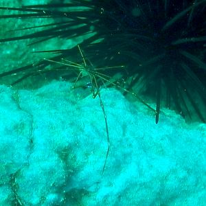 Arrow Crab With Urchin