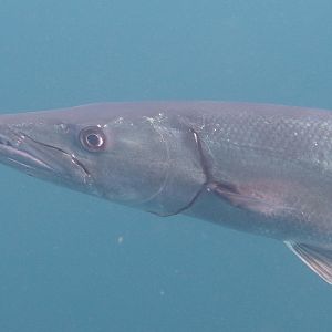 Barracuda Profile