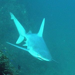 Sandbar Shark