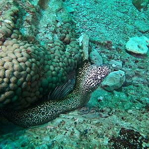Eel Stetson
