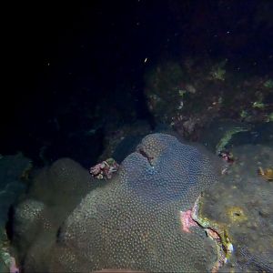 Coral waking up