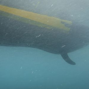Surface Support Kayak 02 - MAR Comal