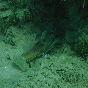 A Live Crawfish - June Elk Rapids, MI