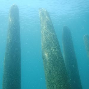 Old Pier Pilings 01 - June Elk Rapids, MI