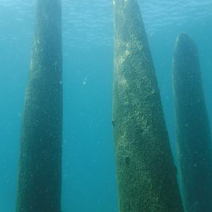 Old Pier Pilings 02 - June Elk Rapids, M