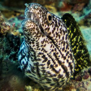 Does my head look big in this?