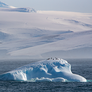 Penguins on a berg