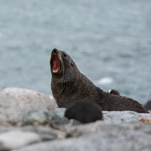 Fur Seal