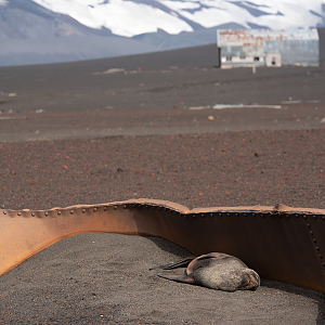 Seal on Deception Island