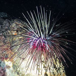 Look but don't touch