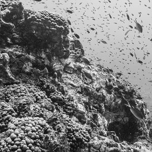 Busy day on the reef