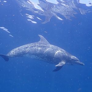 Kraken dolphin