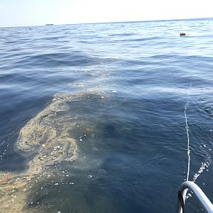 Even the sargassum was feeling frisky