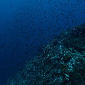 A few fish at Stetson