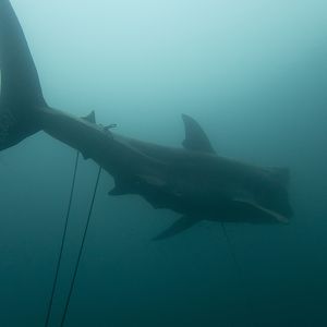 Shark - pennyroyal Kentucky