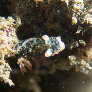 Unknown Nudi