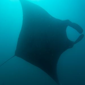 Majestic Sea Flap Flap