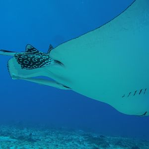 Very large Eagle Ray