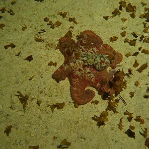 Octopus out in the open