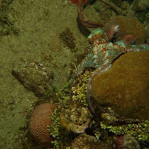 Octopus still trying to hide