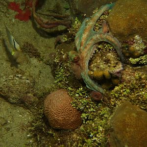 Octopus trying to hide