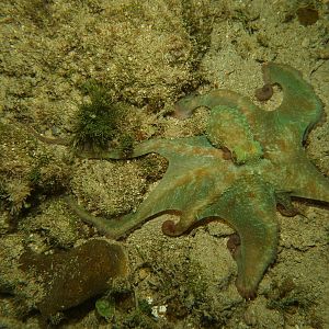 Octopus fanned out