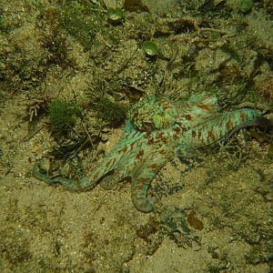 One of several octopus we saw