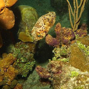 Puffer