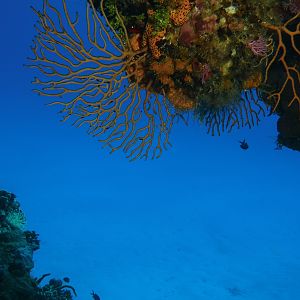 Reef coral