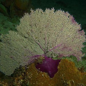 Cozumel shore dive Sea Fan