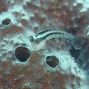 98C747BE-BD27-4184-B947-706AC34CB3E7