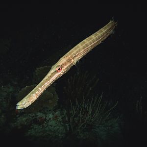 Blowing your own Trumpet