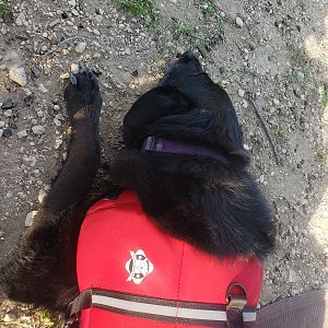 Sleepy puppy after swimming