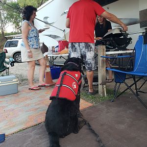 Ellie patiently waits her turn for hot dogs