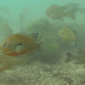 Perch Party