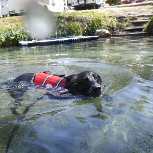 Ellie in the water