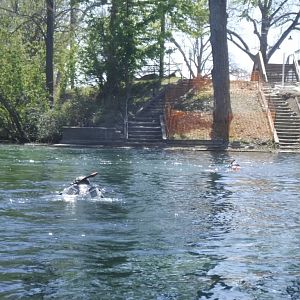 CHUM Claims the Comal via snorkel