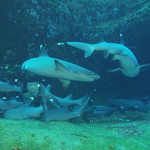 White Tip Shark sleeping pile