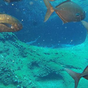Fish school near white tip