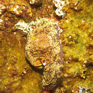 Octopus on the reef
