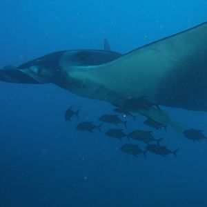 Manta Ray with fish school