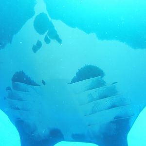 Manta Ray from underneath