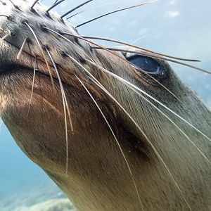 A fine set of whiskers