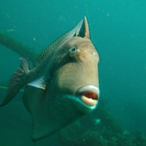 Triggerfish attacking