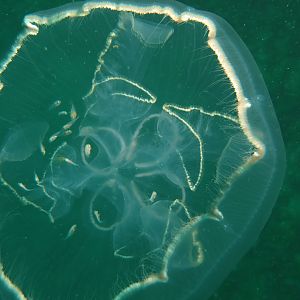 Moon Jelly Closeup