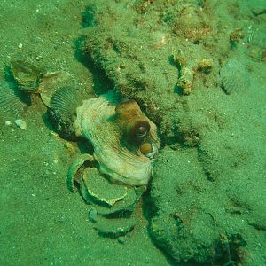 Octopus with eyes poking out